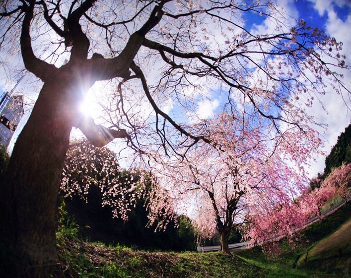 しだれ桜